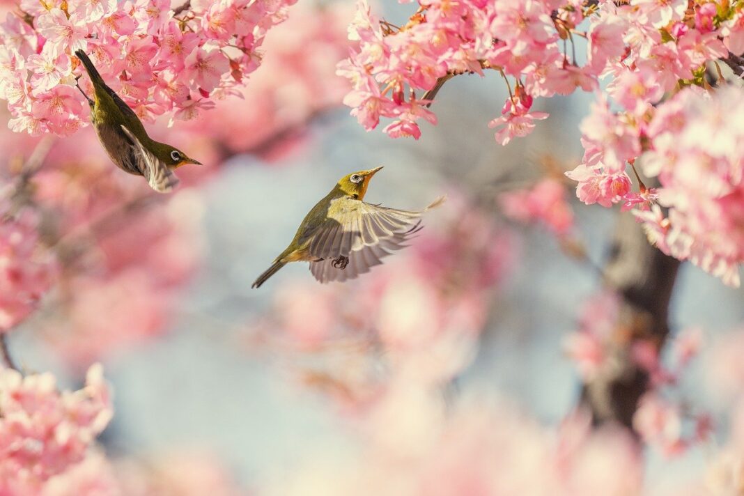 bird, cherry blossoms, pink flower-7839371.jpg