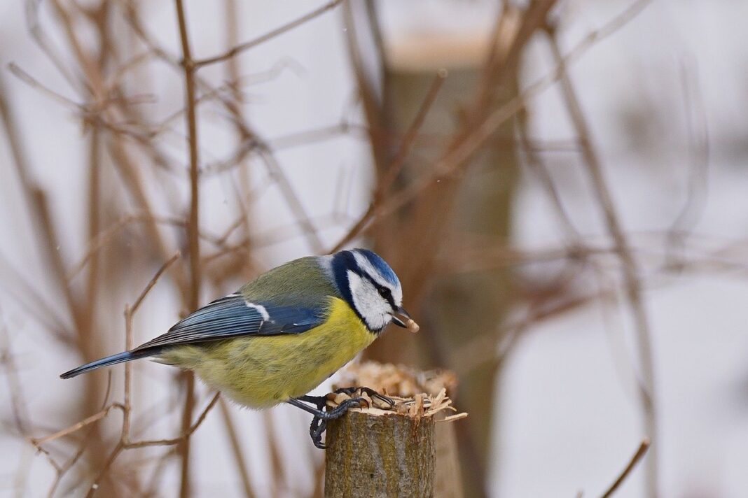 blue tit, tit, winter-7825731.jpg