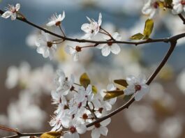 cherry blossom, flowers, spring-7843037.jpg