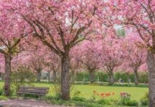 cherry blossoms, park bench, cherry blossom trees-7850989.jpg