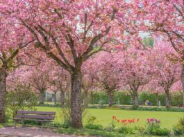 cherry blossoms, park bench, cherry blossom trees-7850989.jpg