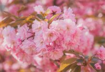 cherry blossoms, pink flowers, sakura-7839657.jpg