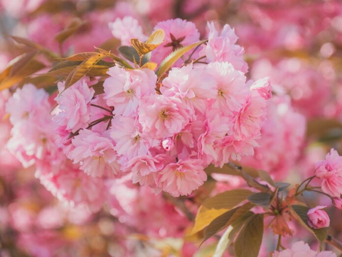 cherry blossoms, pink flowers, sakura-7839657.jpg