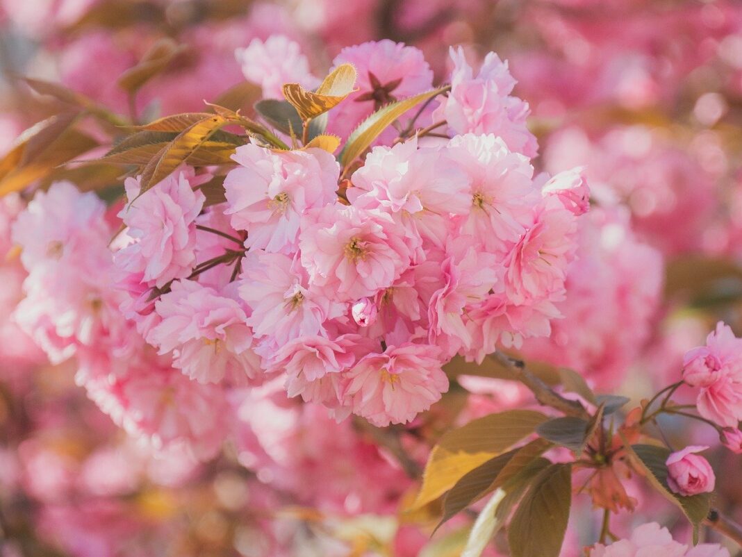 cherry blossoms, pink flowers, sakura-7839657.jpg