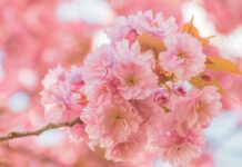 cherry blossoms, sakura, pink flowers-7839659.jpg