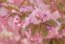 cherry blossoms, sakura, pink flowers-7844142.jpg