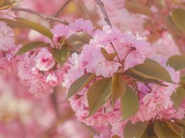 cherry blossoms, sakura, pink flowers-7844142.jpg