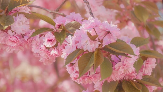 cherry blossoms, sakura, pink flowers-7844142.jpg