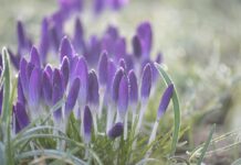 crocuses, earlier dew, morning dew-7827187.jpg