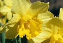 daffodils, flowers, yellow-7828255.jpg