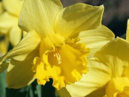 daffodils, flowers, yellow-7828255.jpg