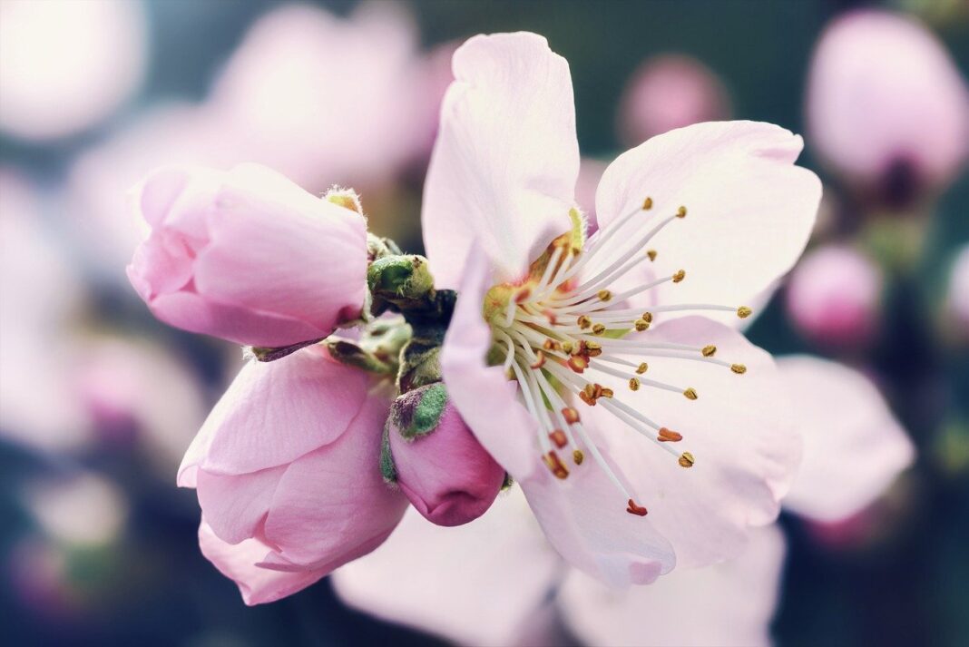 flower, cherry blossom, blossoms-7863311.jpg