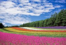 flower field, flowers, field-250016.jpg