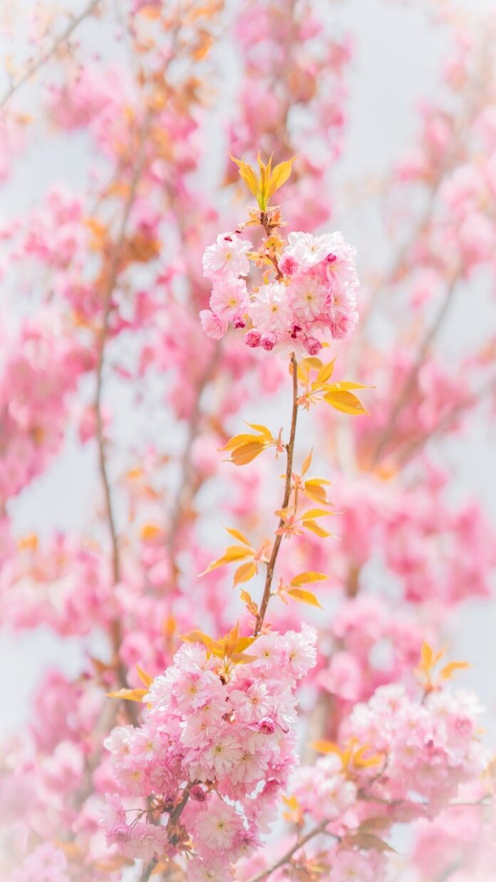 flowers, cherry blossoms, sakura-7875261.jpg