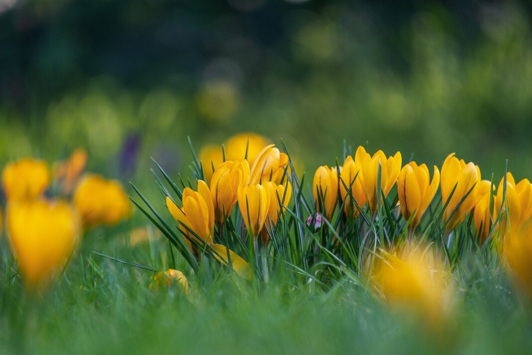 flowers, crocuses, bloom-7823933.jpg