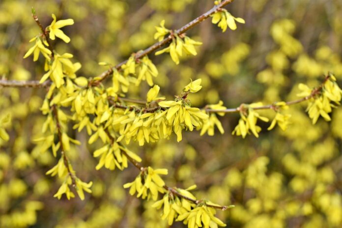 forsythia, forsythia bush, shrub-7827166.jpg