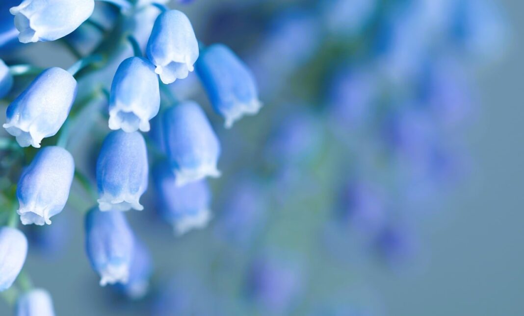 grape hyacinth, flowers, plant-7858303.jpg