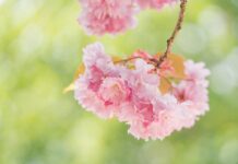 hd wallpaper, nature wallpaper, flowers-7875262.jpg