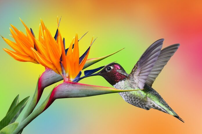 humming-bird, bird, orchard flower-7832894.jpg