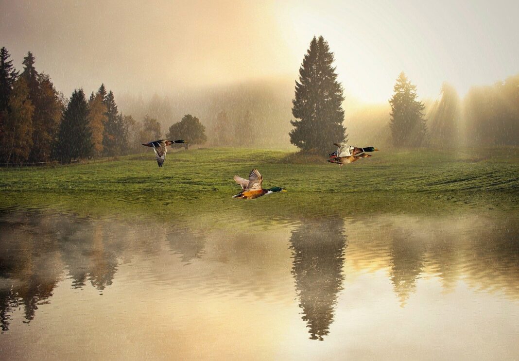 mallard ducks, lake, ripples-7850796.jpg