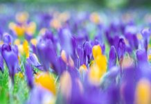 nature wallpaper, flowers, petals-7867089.jpg