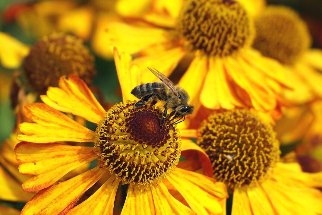 bee, flowers, insect-7925661.jpg