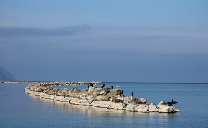 bird-sanctuary-birds-sea-7927491 bird sanctuary, birds, sea-7927491.jpg