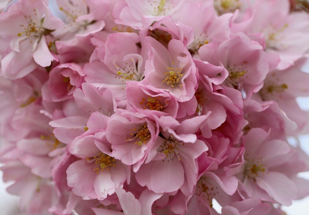 cherry blossoms, higan cherry, spring cherry-7899313.jpg