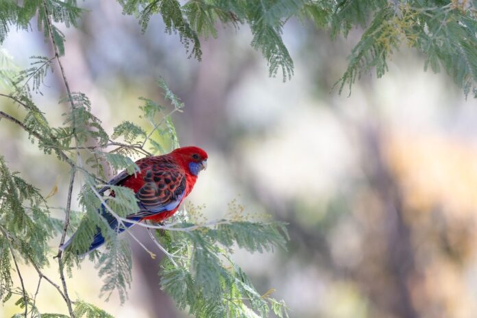 crimson rosella, parrot, bird-7950012.jpg