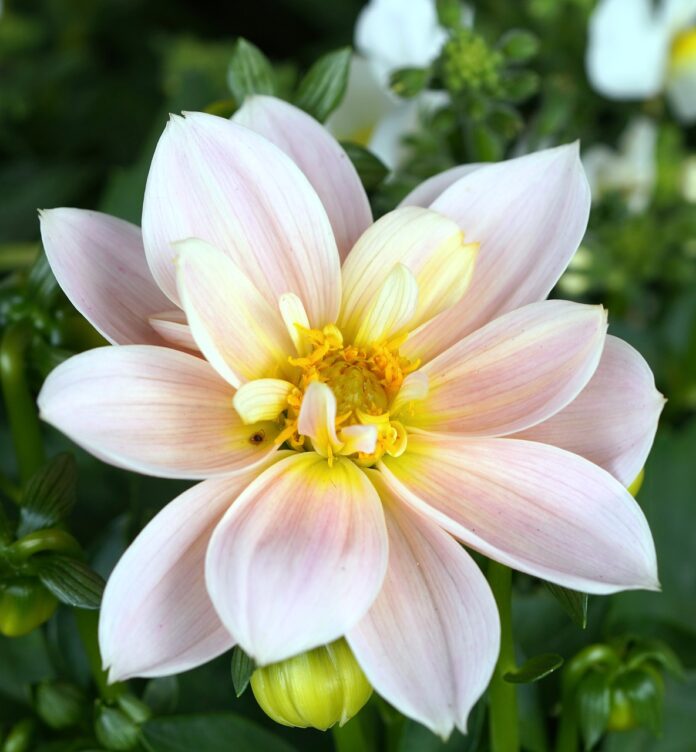 flower, blossom, bloom-7940246.jpg