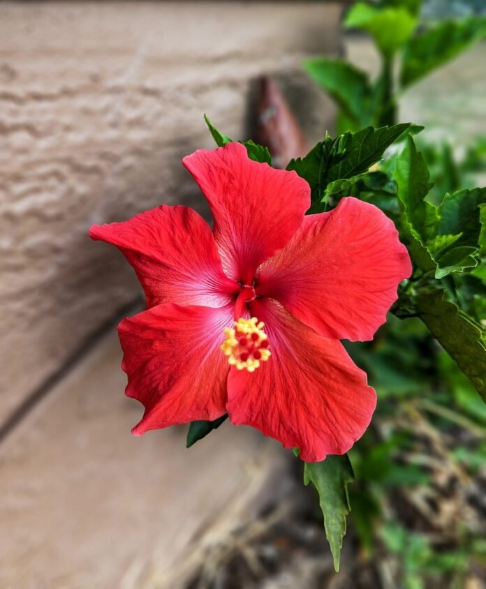 flower-hibiscus-perenneal-plant-7907352 flower, hibiscus, perenneal plant-7907352.jpg