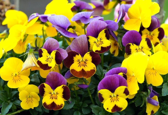 flower-pansy-field-7945920-1 flower, pansy, field-7945920.jpg