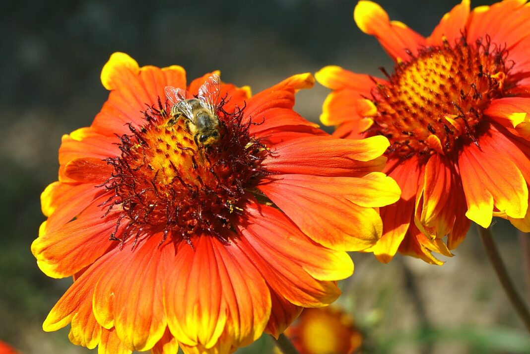 flowers, bee, honey bee-7938519.jpg