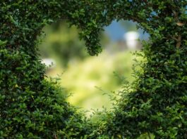 heart, leaves, foliage-1192662.jpg