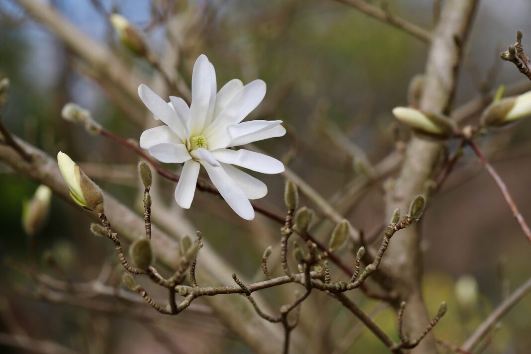 star magnolia, magnolia, flowering branch-7891457.jpg