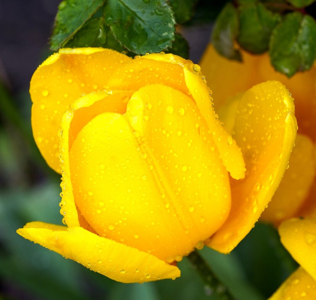 tulip, yellow tulip, yellow flower-7945979.jpg