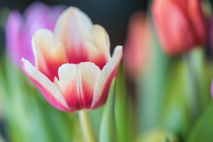 tulips, flower, bunch of flowers-7894493.jpg