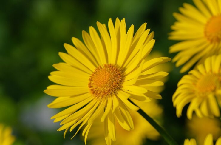 beautiful flowers, flower background, flower wallpaper-7962376.jpg
