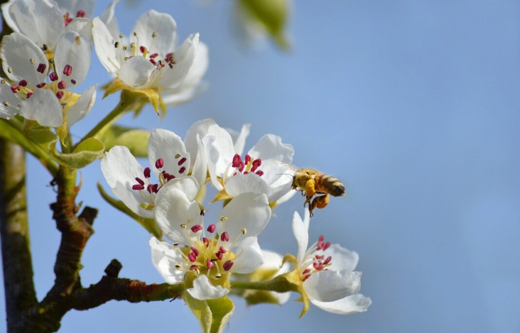 bee, honey bee, pear blossom-7957141.jpg