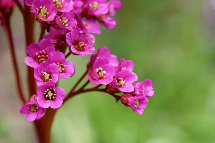 bergenie, thick-leaved bergenia, bergenia crassifolia-7996664.jpg