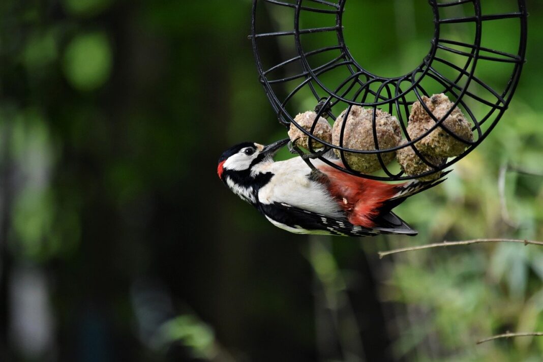 bird, woodpecker, great spotted woodpecker-8008001.jpg