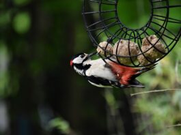 bird, woodpecker, great spotted woodpecker-8008001.jpg