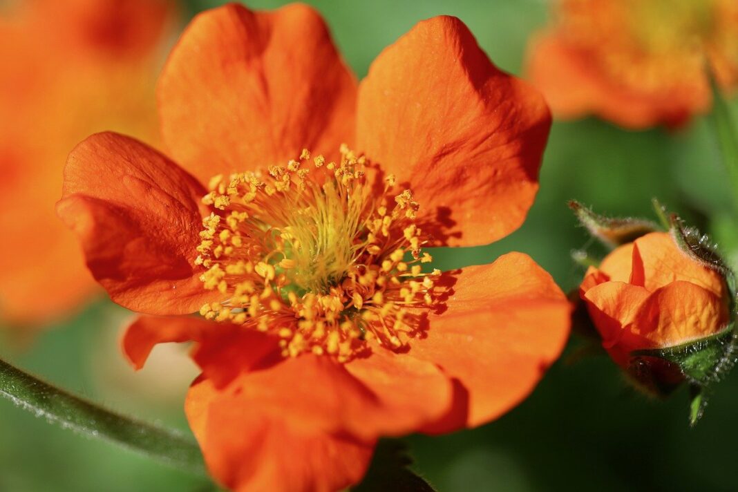 clove root, geum hybrid orange, petals-7972131.jpg
