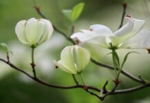 dogwood, cornus florida, flower dogwood-7978952.jpg