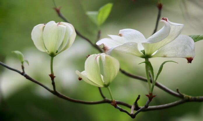dogwood, cornus florida, flower dogwood-7978952.jpg