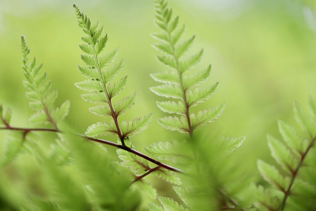 fern, fern tips, fern fronds-8018955.jpg