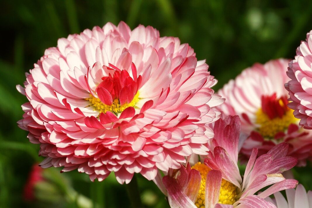 flowers, daisies, field-7961219.jpg