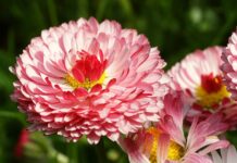 flowers, daisies, field-7961219.jpg