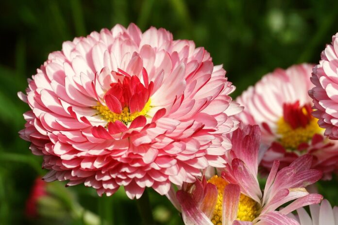flowers, daisies, field-7961219.jpg