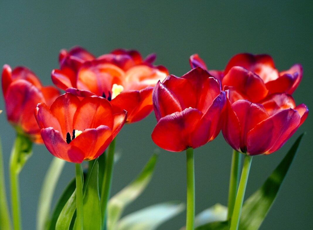 flowers, tulips, petals-7956105.jpg